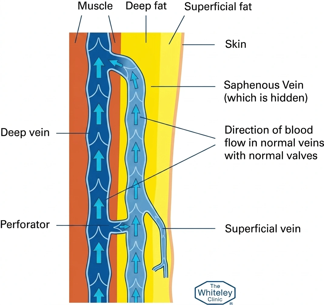 How veins work - Blood flow Diagram